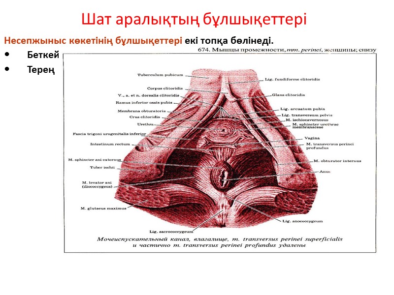 Шат аралықтың бұлшықеттері Несепжыныс көкетінің бұлшықеттері екі топқа бөлінеді. Беткей Терең